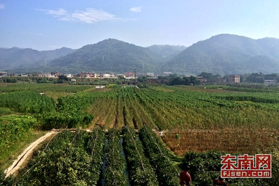 金山区美丽乡村建设示范村,南靖县农村产业融合发展示范园