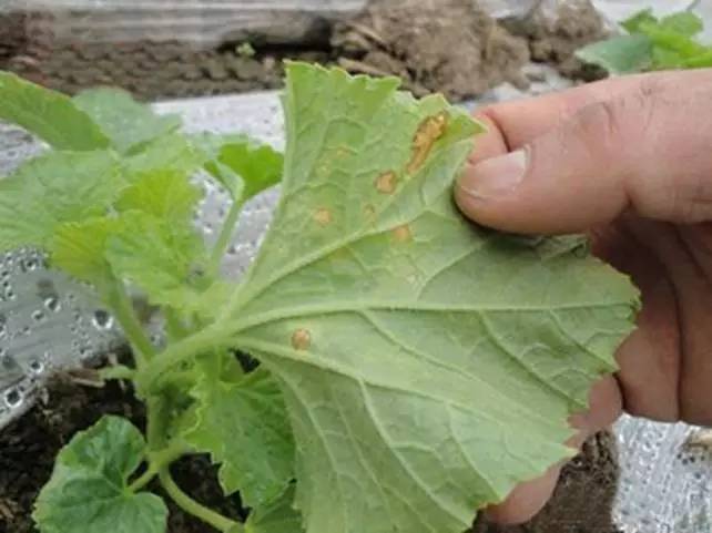 甜瓜叶片发白怎么回事,甜瓜叶子吐水怎么回事