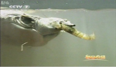 明凤甲鱼加盟多少钱,家喻户晓甲鱼品牌排行榜