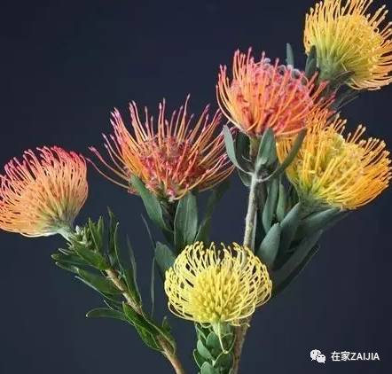 朋友来你家美到哭，手残*党**也能搞定的低价节日餐桌