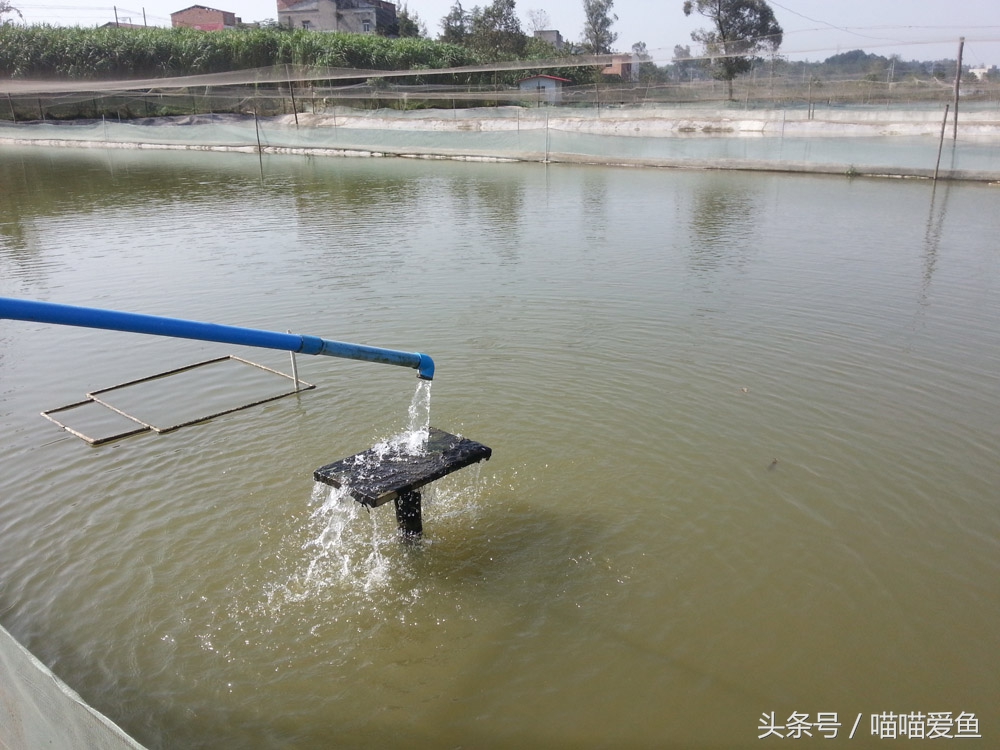 泥鳅养殖老师傅,养殖界的老司机