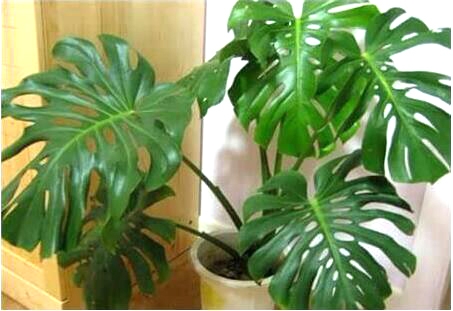 装修后家里放什么植物最好,刚装修完室内放什么植物好