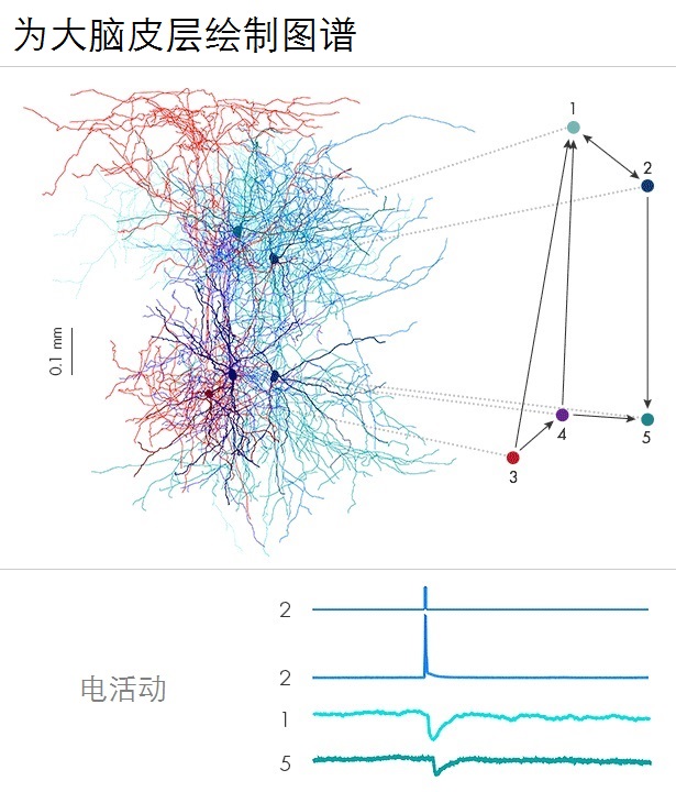 从1立方毫米的大脑皮层中，解开人类思维的奥秘