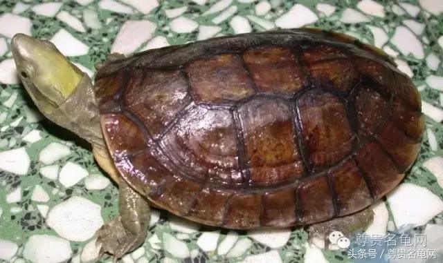 各种乌龟的详细介绍,你们见过的四种乌龟