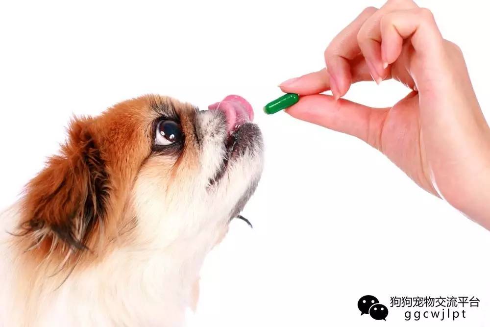 狗狗急性肠胃炎拉稀带血怎么治,狗狗又吐又拉稀带血是什么原因