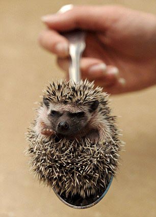 异宠：刺猬界的侏儒——非洲迷你刺猬