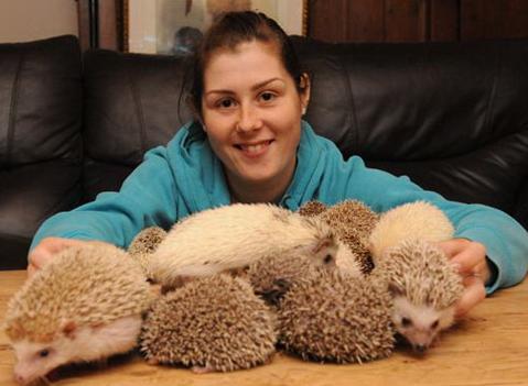 异宠：刺猬界的侏儒——非洲迷你刺猬