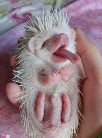 异宠：刺猬界的侏儒——非洲迷你刺猬