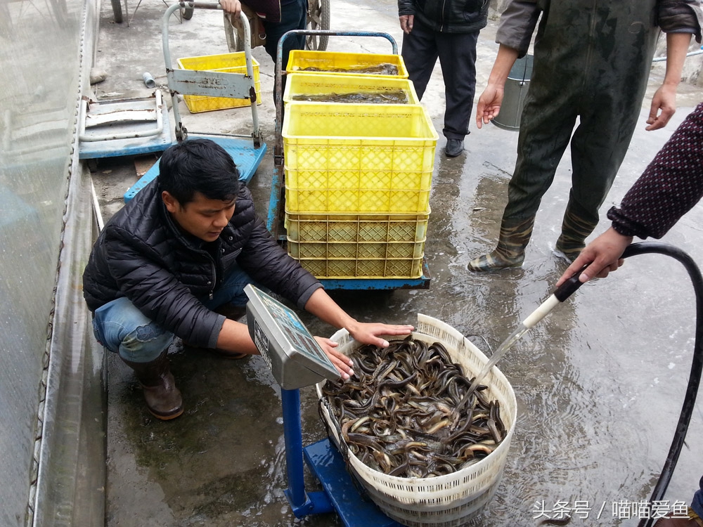 泥鳅养殖技术与利润,泥鳅养殖利润高但风险也大怎么办