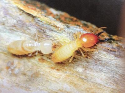 鼓楼白蚁危害情况及其防治方法,鼓楼一种简单有效的白蚁防治方法