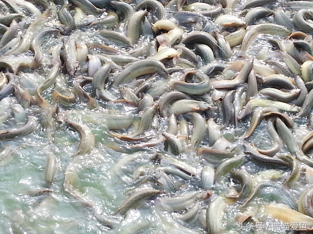 泥鳅养殖老师傅,养殖界的老司机