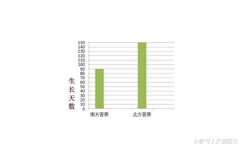 苦荞茶哪里的好,怎样选择正宗的苦荞茶