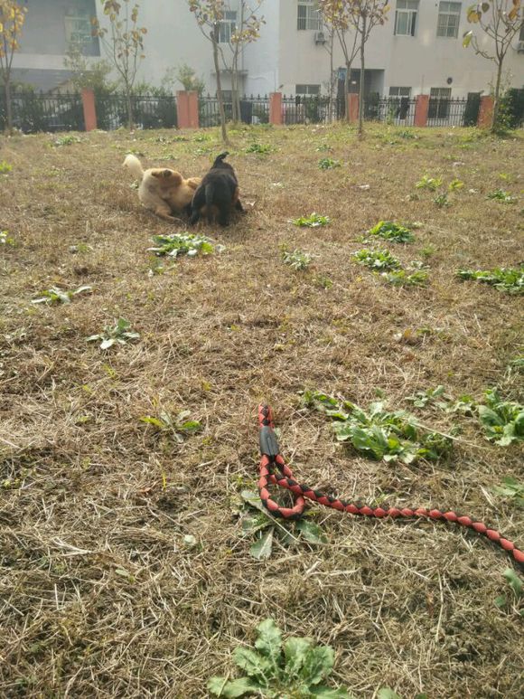 拉布拉多是个小恶魔活力四射,幼年拉布拉多智商相当于人类几岁