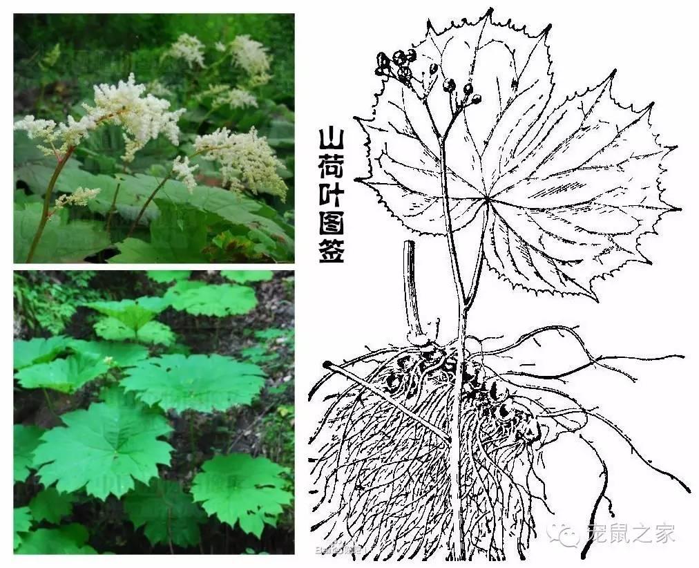 缇庨澶╀笅鍏荤敓澶у笀,缇庨澶╀笅棣欑尓