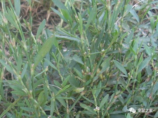 缇庨澶╀笅鍏荤敓澶у笀,缇庨澶╀笅棣欑尓