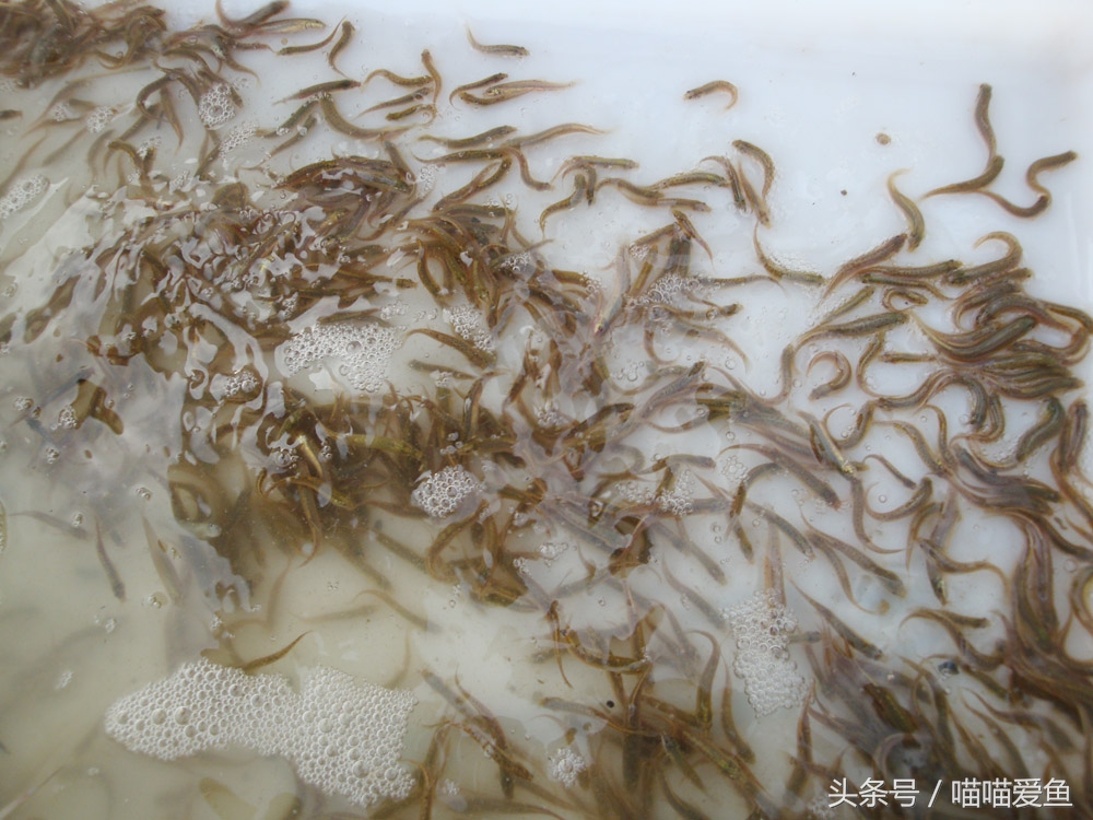 泥鳅养殖成本和利润是怎样的,泥鳅养殖前景和现状如何