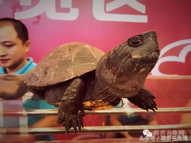 各种乌龟的详细介绍,你们见过的四种乌龟