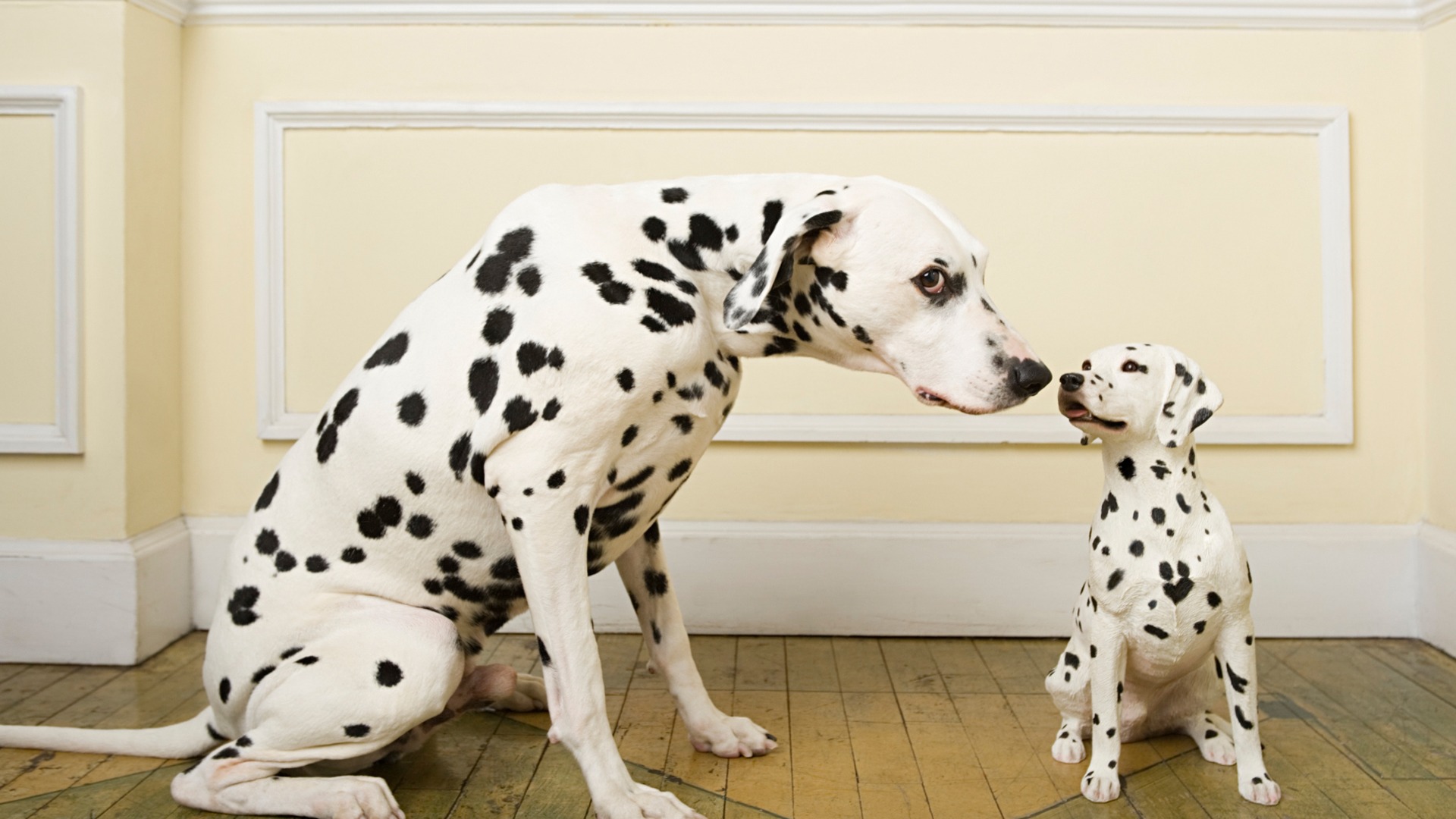 黄黑的外国斑点狗有哪些品种,小斑点狗是什么品种