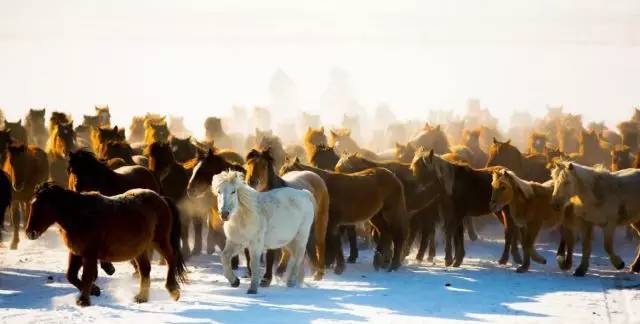呼伦贝尔草原那达慕大会时间,夏季那达慕大会呼伦贝尔