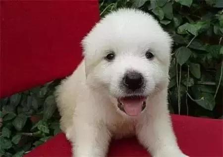毛发白色的狗狗种类,最重感情的狗狗种类