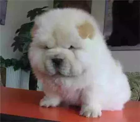 毛发白色的狗狗种类,最重感情的狗狗种类