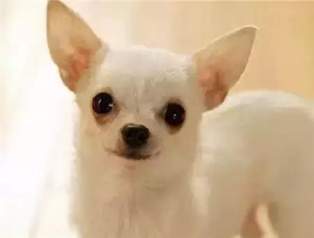 毛发白色的狗狗种类,最重感情的狗狗种类