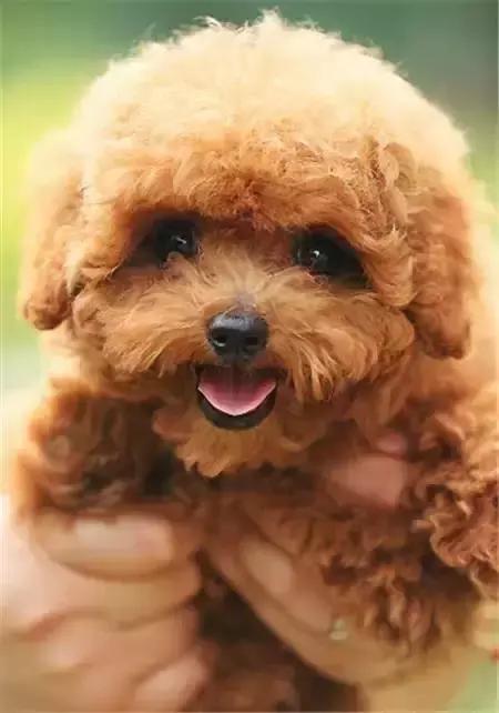 毛发白色的狗狗种类,最重感情的狗狗种类