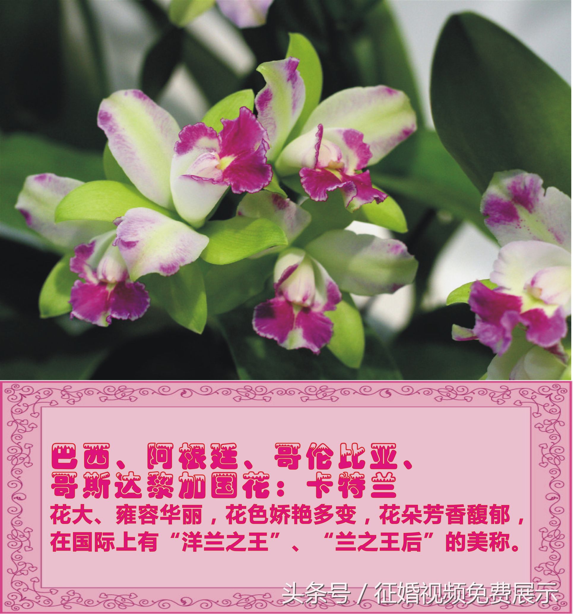 各国国花及象征意义,世界各国国花及寓意