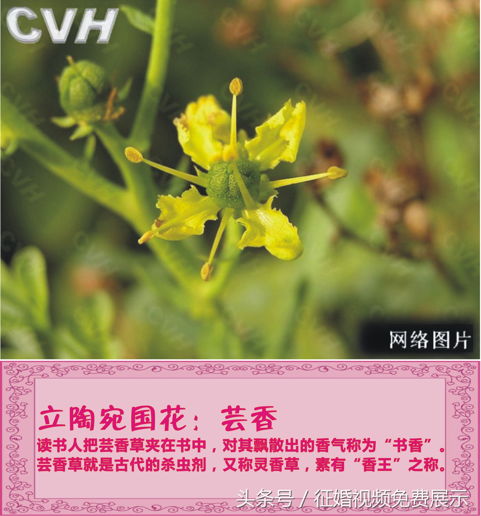 各国国花及象征意义,世界各国国花及寓意