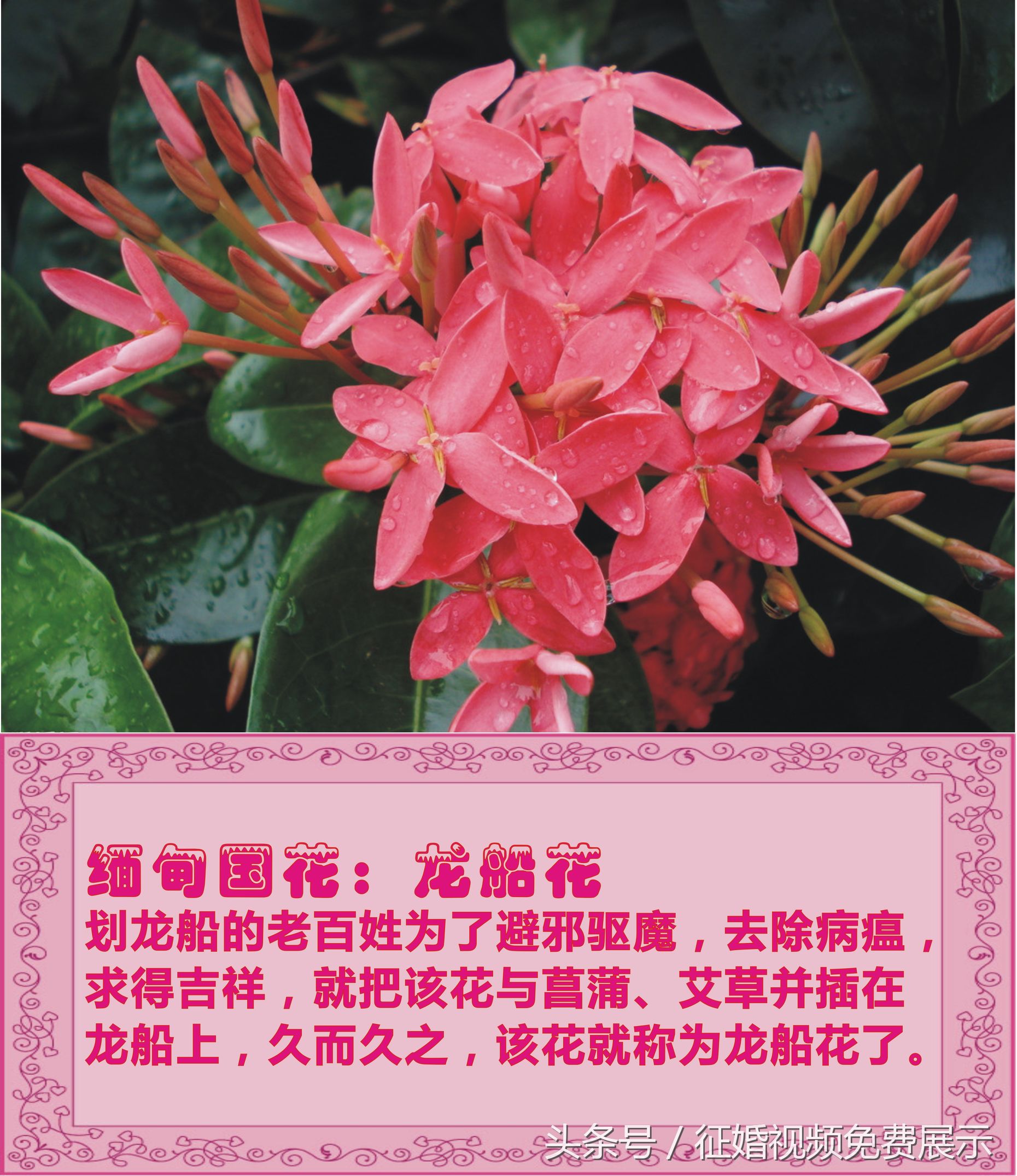 各国国花及象征意义,世界各国国花及寓意