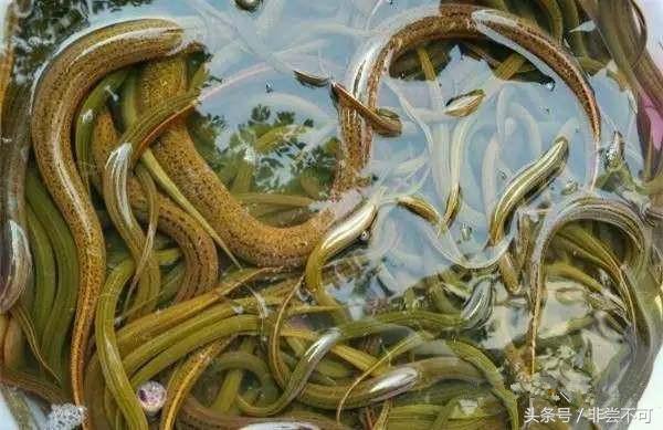 农村大叔用这个土方法，一晚上抓好几十斤黄鳝