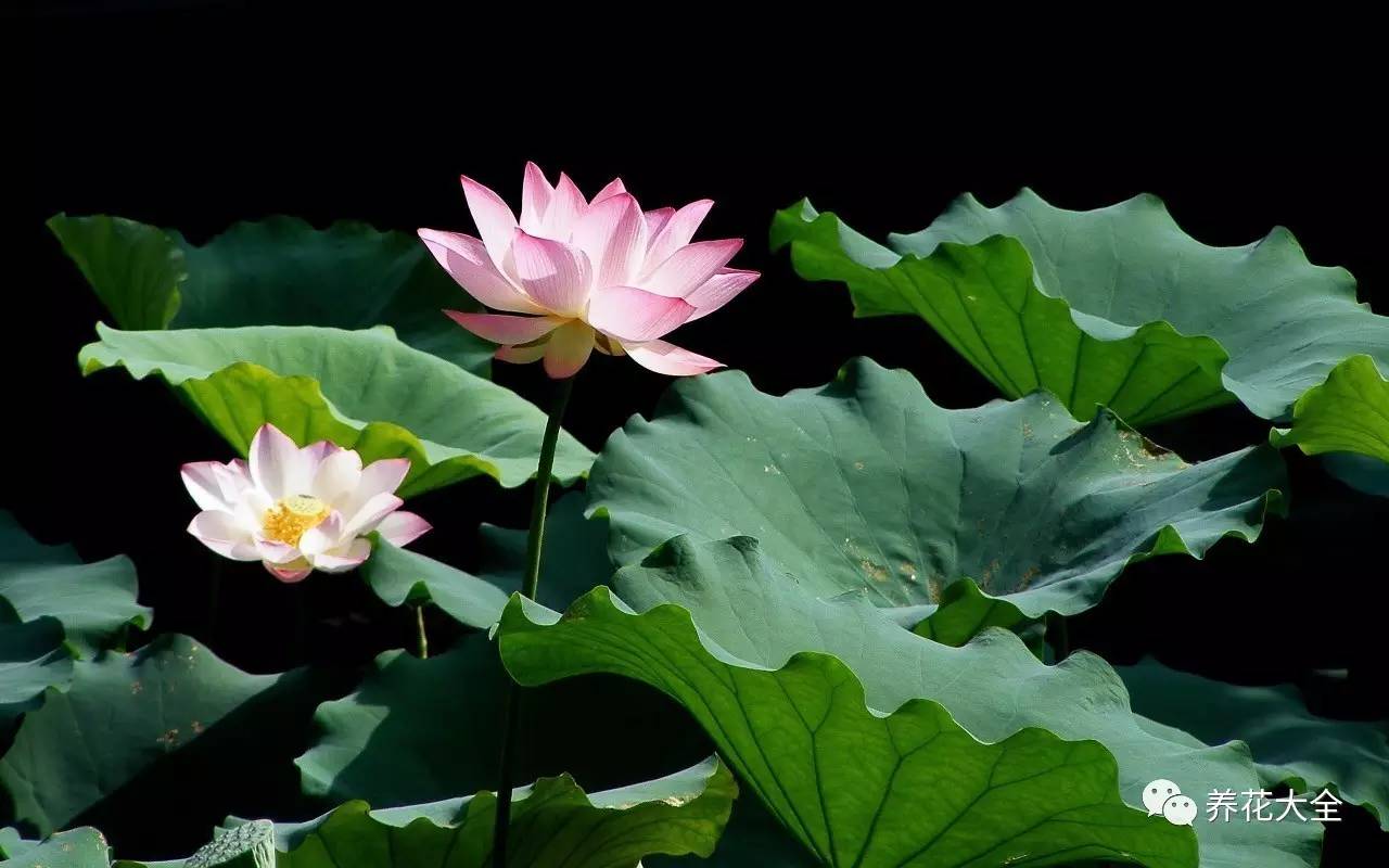 什么花能给十二生肖带来好运,12生肖什么花代表财运