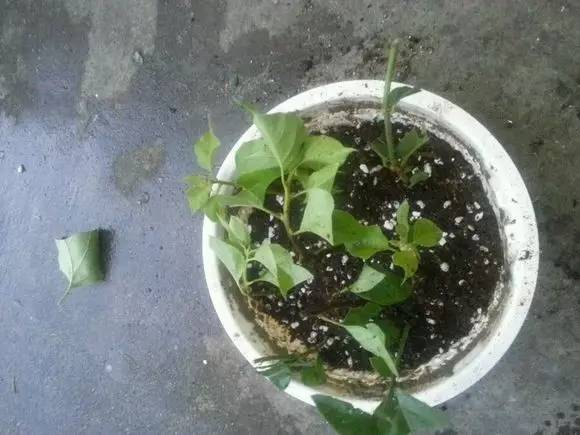 垃圾堆里捡回来的盆栽,如何利用身边的垃圾养植物