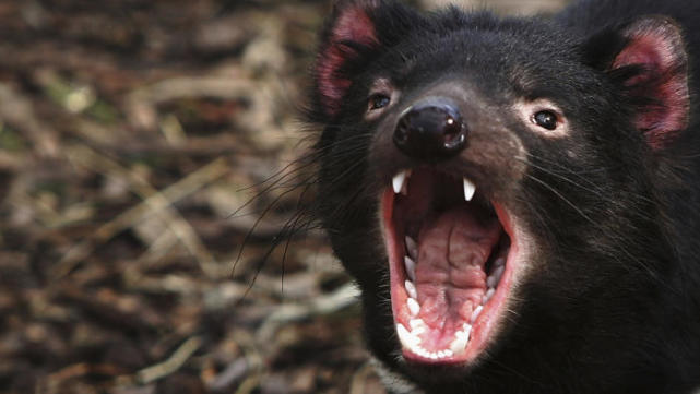 世界上最响最难听的声音,世界上最难听的人的声音是什么