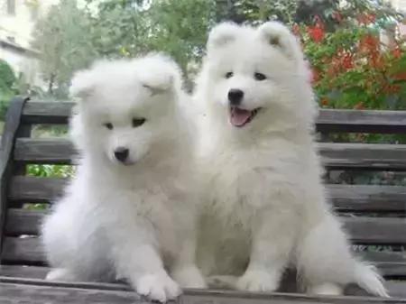 毛发白色的狗狗种类,最重感情的狗狗种类