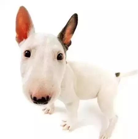 毛发白色的狗狗种类,最重感情的狗狗种类