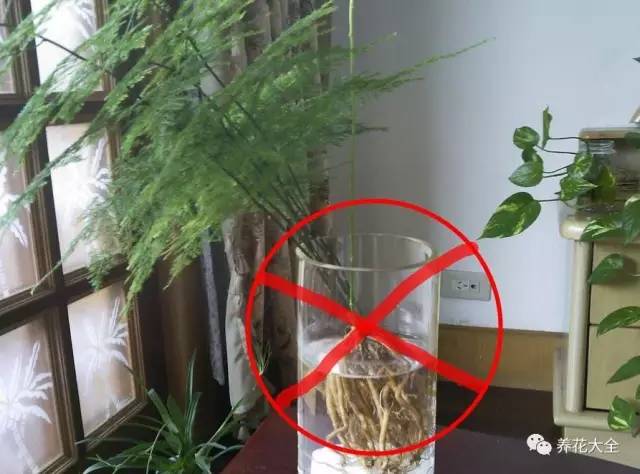 雪水、食盐、白糖、维生素，能让花枝繁叶茂，你信不信？