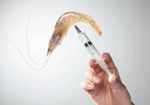 如何辨别明胶虾,明胶虾怎么样