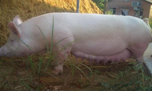 为什么母猪总是配不成功呢,为何母猪老配不上种