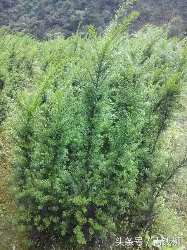 青岛曼地亚红豆杉种植,曼地亚红豆杉果实如何种植