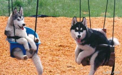 月收入多少你才能够养好一只哈士奇？