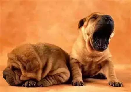 毛发白色的狗狗种类,最重感情的狗狗种类