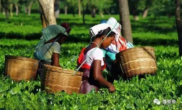 圣诞节外国人的节日有什么好过的,圣诞节外国人爱喝什么茶