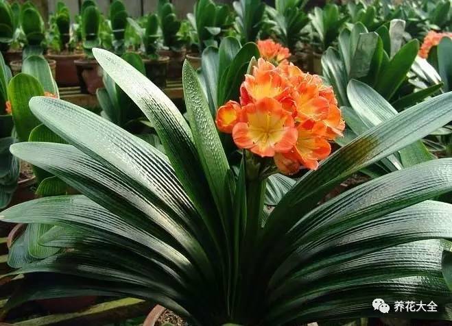 什么花能给十二生肖带来好运,12生肖什么花代表财运