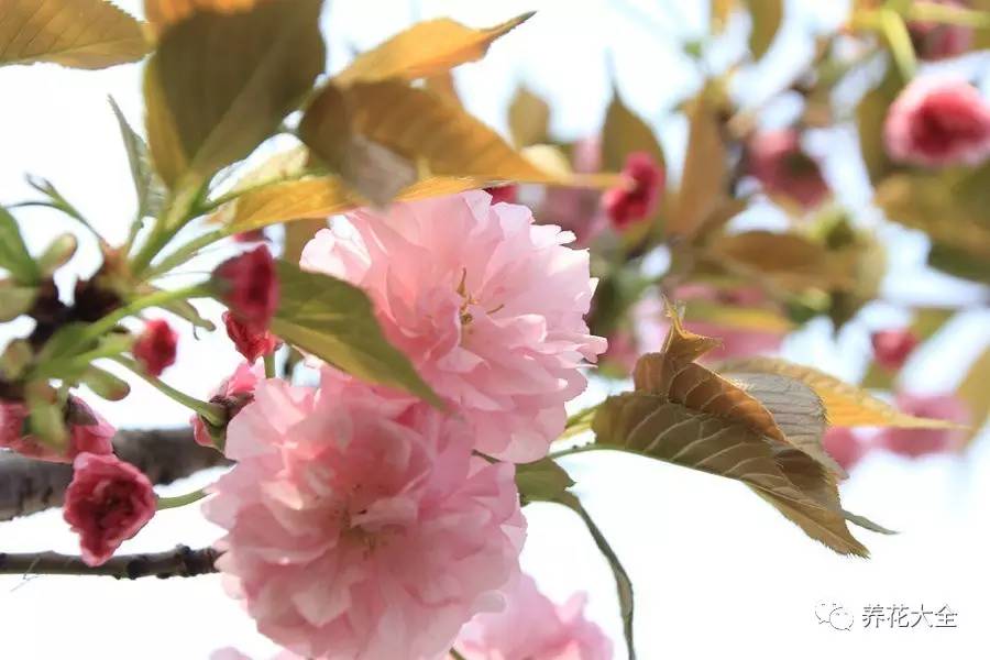 什么花能给十二生肖带来好运,12生肖什么花代表财运