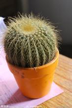 十大防辐射最好的水培植物,防辐射植物有哪些