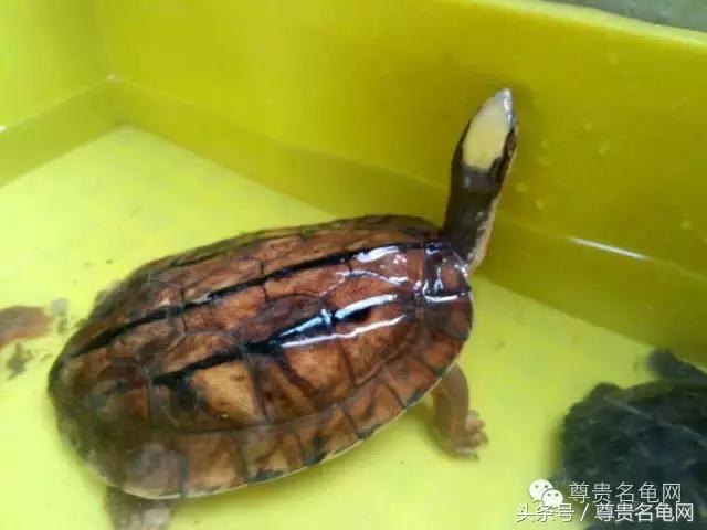 各种乌龟的详细介绍,你们见过的四种乌龟