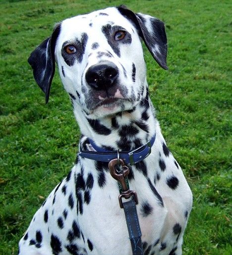 黄黑的外国斑点狗有哪些品种,小斑点狗是什么品种