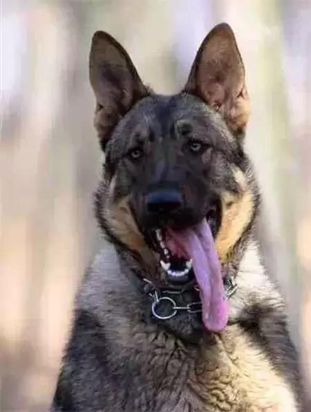 毛发白色的狗狗种类,最重感情的狗狗种类