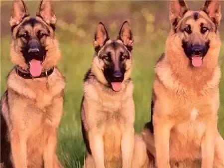 毛发白色的狗狗种类,最重感情的狗狗种类